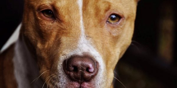 Licencia de animales peligrosos