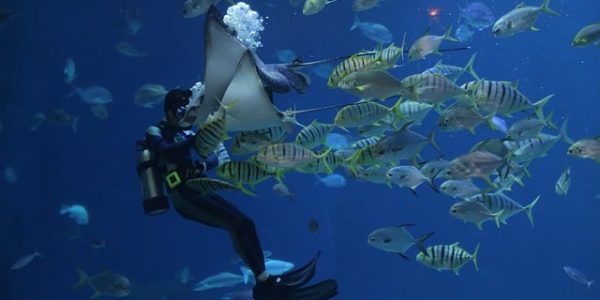 Licencia de buceo y pesca submarina